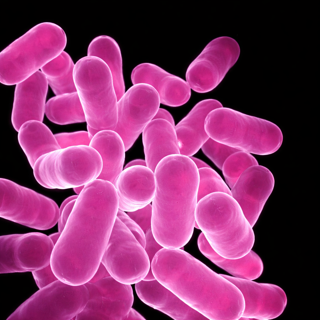 Lactobacillus Sporogenes