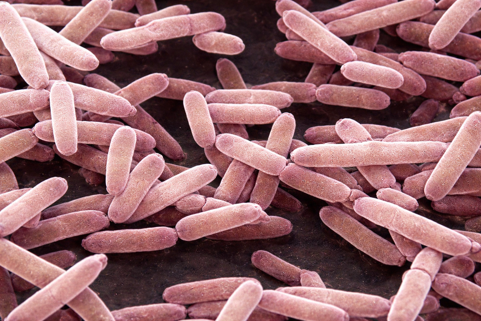 Saccharomyces Cerevisiae